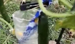 长垣吃瓜爆料视频